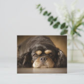 Carte Postale Cutie Cav ! (Debout devant)