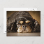 Carte Postale Cutie Cav ! (Devant / Derrière)