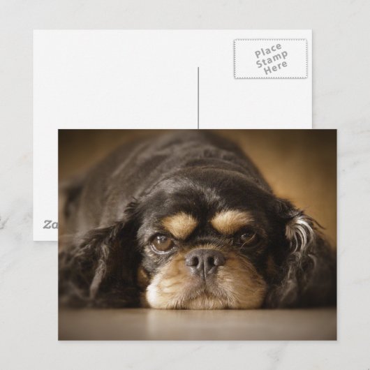 Carte Postale Cutie Cav ! (Devant / Derrière)