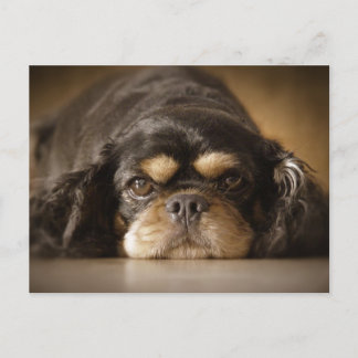 Carte Postale Cutie Cav !