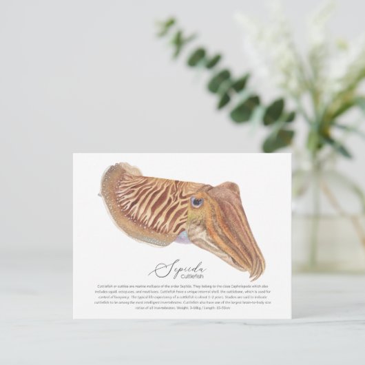 Carte postale Cutt-fish (Debout devant)