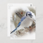 Carte Postale Cyanocitta cristata (Devant / Derrière)