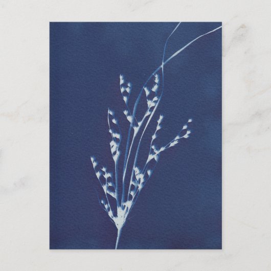 Carte postale Cyanotype Impression Gris Bleu Blanc (Devant)