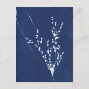 Carte postale Cyanotype Impression Gris Bleu Blanc