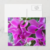 Carte Postale cyclamen (Devant / Derrière)