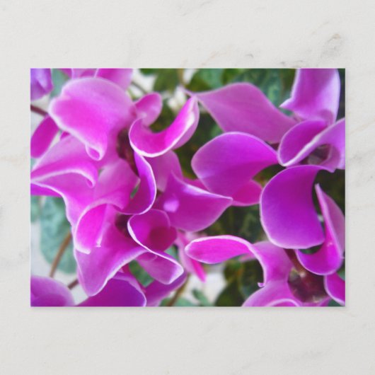 Carte Postale cyclamen (Devant)