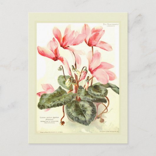 Carte Postale Cyclamen (Devant)