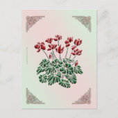 Carte postale Cyclamen (Devant)