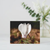 Carte postale Cyclamen blanc (Debout devant)
