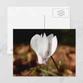 Carte postale Cyclamen blanc (Devant / Derrière)