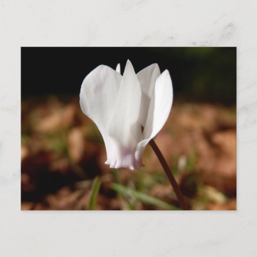 Carte postale Cyclamen blanc (Devant)