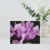 Carte postale Cyclamen Coum (Debout devant)