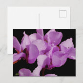 Carte postale Cyclamen Coum (Devant / Derrière)