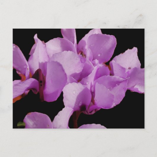 Carte postale Cyclamen Coum (Devant)