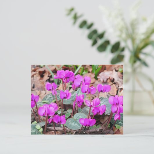 Carte postale Cyclamen Coum (Debout devant)
