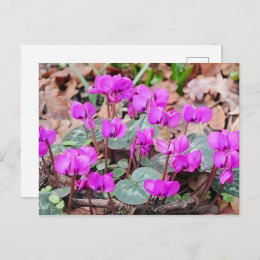 Carte postale Cyclamen Coum (Devant / Derrière)