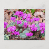 Carte postale Cyclamen Coum (Devant)