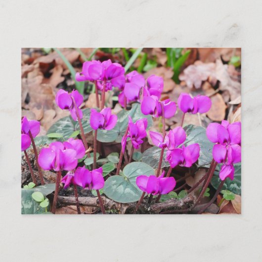 Carte postale Cyclamen Coum (Devant)