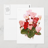 Carte Postale Cyclamens (Devant / Derrière)
