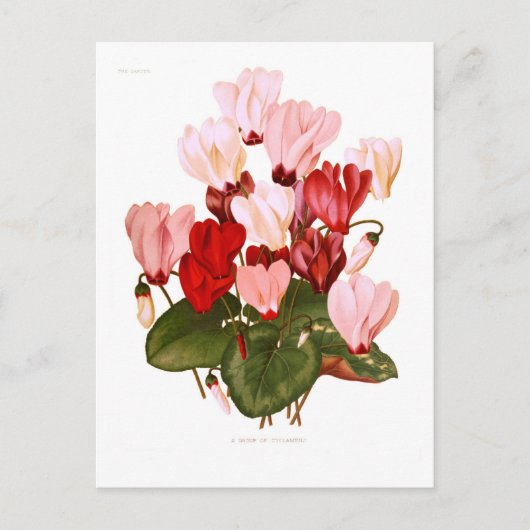 Carte Postale Cyclamens (Devant)