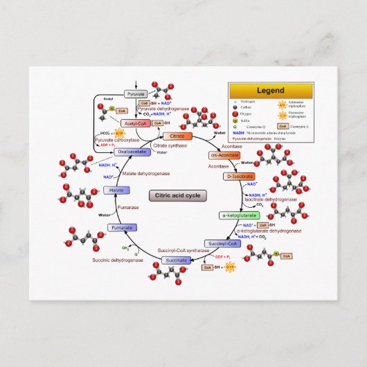Carte Postale Cycle Citrique Acide, Cycle TCA, Diagramme de cycl (Devant)