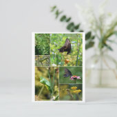 Carte postale Cycle de vie du papillon noir Swallo (Debout devant)