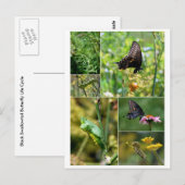 Carte postale Cycle de vie du papillon noir Swallo (Devant / Derrière)