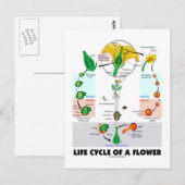 Carte Postale Cycle De Vie D'Une Fleur (Angiosperme) (Devant / Derrière)