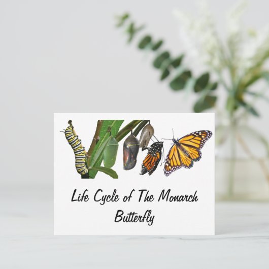 CARTE POSTALE CYCLE DE VIE MONARCH (Debout devant)