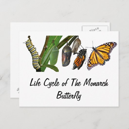 CARTE POSTALE CYCLE DE VIE MONARCH (Devant / Derrière)