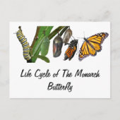 CARTE POSTALE CYCLE DE VIE MONARCH (Devant)