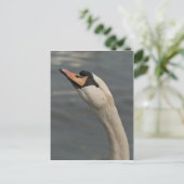 Carte Postale Cygne (Debout devant)