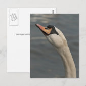 Carte Postale Cygne (Devant / Derrière)