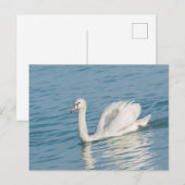 Carte Postale Cygne (Devant / Derrière)