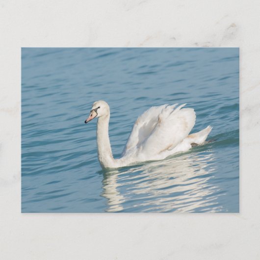 Carte Postale Cygne (Devant)