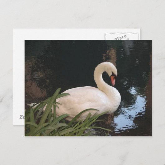 Carte Postale Cygne (Devant / Derrière)