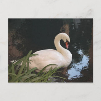 Carte Postale Cygne