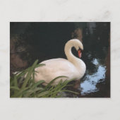 Carte Postale Cygne (Devant)