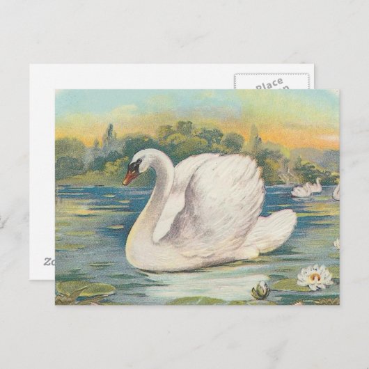 Carte Postale Cygne (Devant / Derrière)