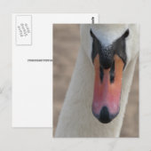 Carte Postale Cygne (Devant / Derrière)