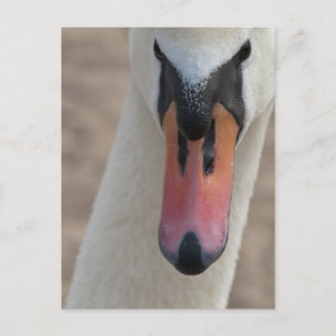 Carte Postale Cygne