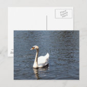 Carte Postale cygne (Devant / Derrière)