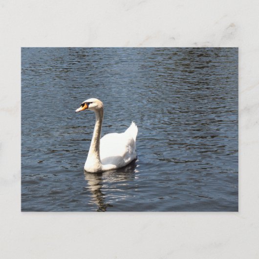 Carte Postale cygne (Devant)
