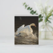 Carte Postale Cygne à éclaboussures (Debout devant)