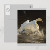 Carte Postale Cygne à éclaboussures (Devant / Derrière)
