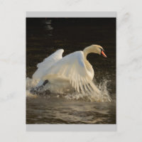 Cygne à éclaboussures