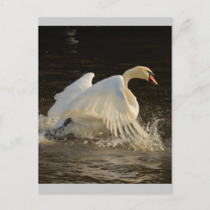 Carte Postale Cygne à éclaboussures