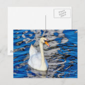 Carte Postale Cygne avec réflexions (Devant / Derrière)