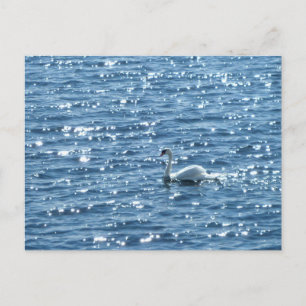 Carte Postale Cygne, baie de Cardiff, Cardiff