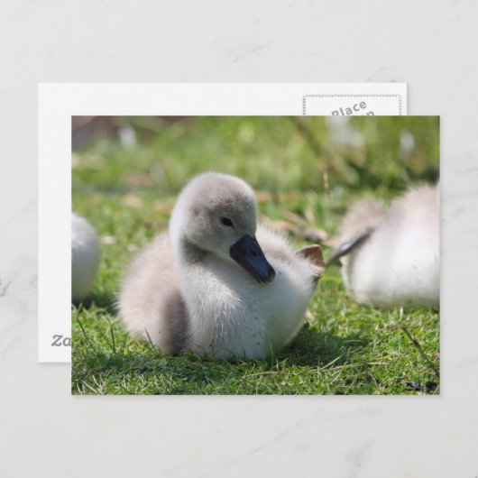 Carte Postale Cygne bébé (Devant / Derrière)